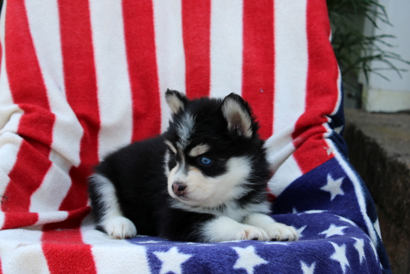 puppy, for, sale, Pomsky, Matthew B. Stoltzfus, dog, breeder, Gap, PA, dog-breeder, puppy-for-sale, forsale, nearby, find, puppyfind, locator, puppylocator, aca